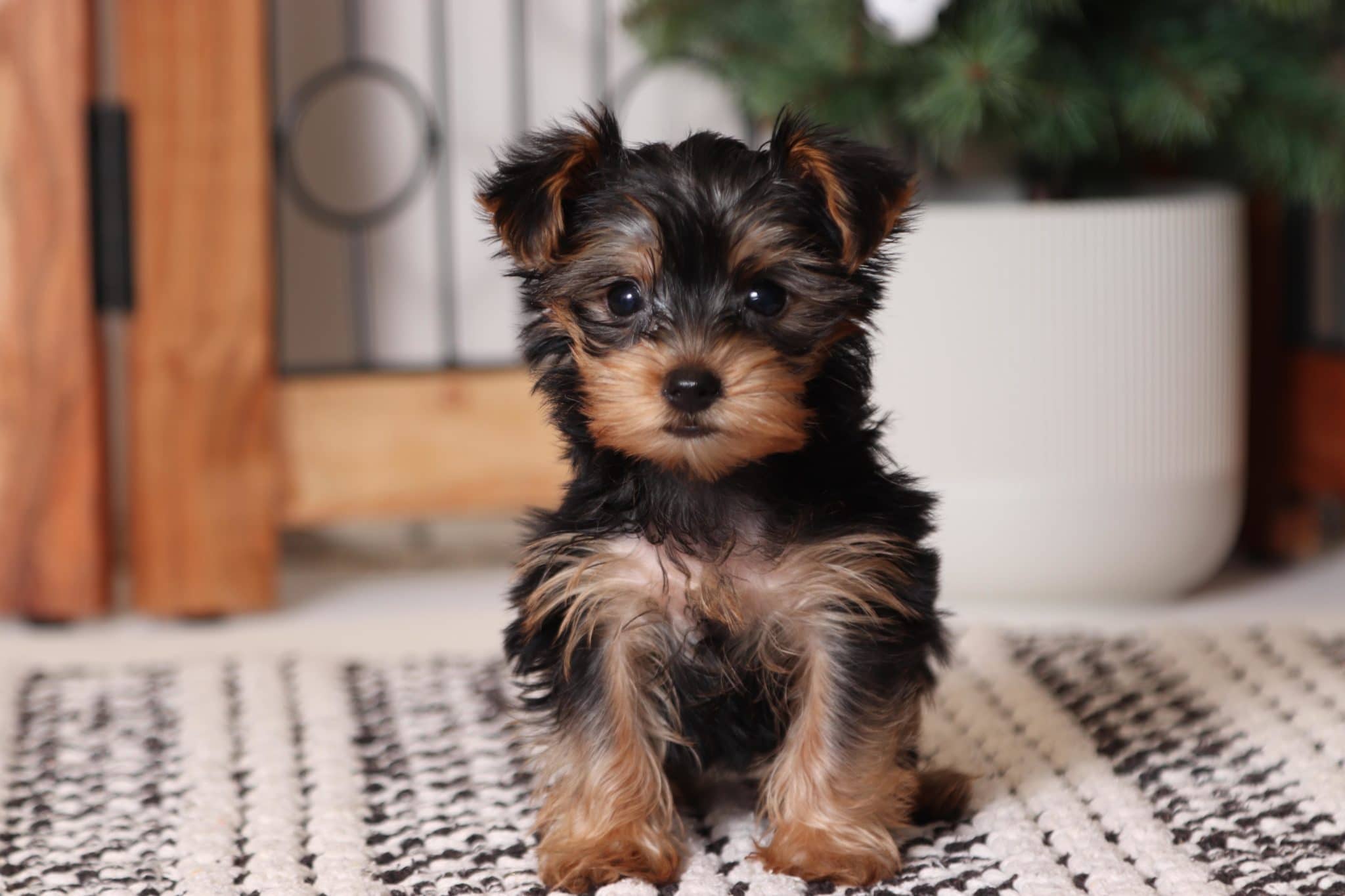 Clove - Loving Little ACA Toy Female Yorkie - Image 3