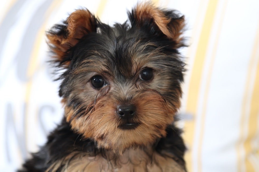 Clover Darling Yorkie (RESCUE) Puppies Online