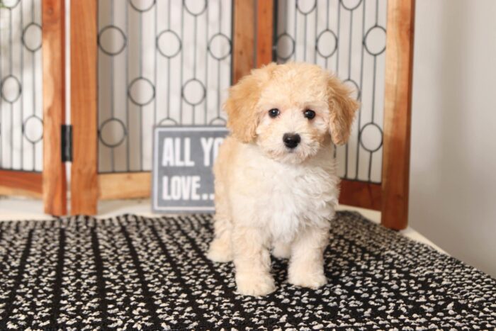 Clover - Precious Little Red/White Female Cavapoo Puppy