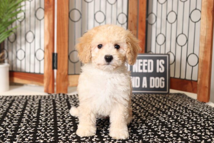 Clover - Precious Little Red/White Female Cavapoo Puppy - Image 3