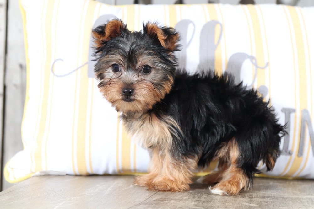Clover Darling Yorkie (RESCUE) Puppies Online