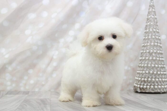 Clyde- Adventurous Little Male Maltipoo Puppy