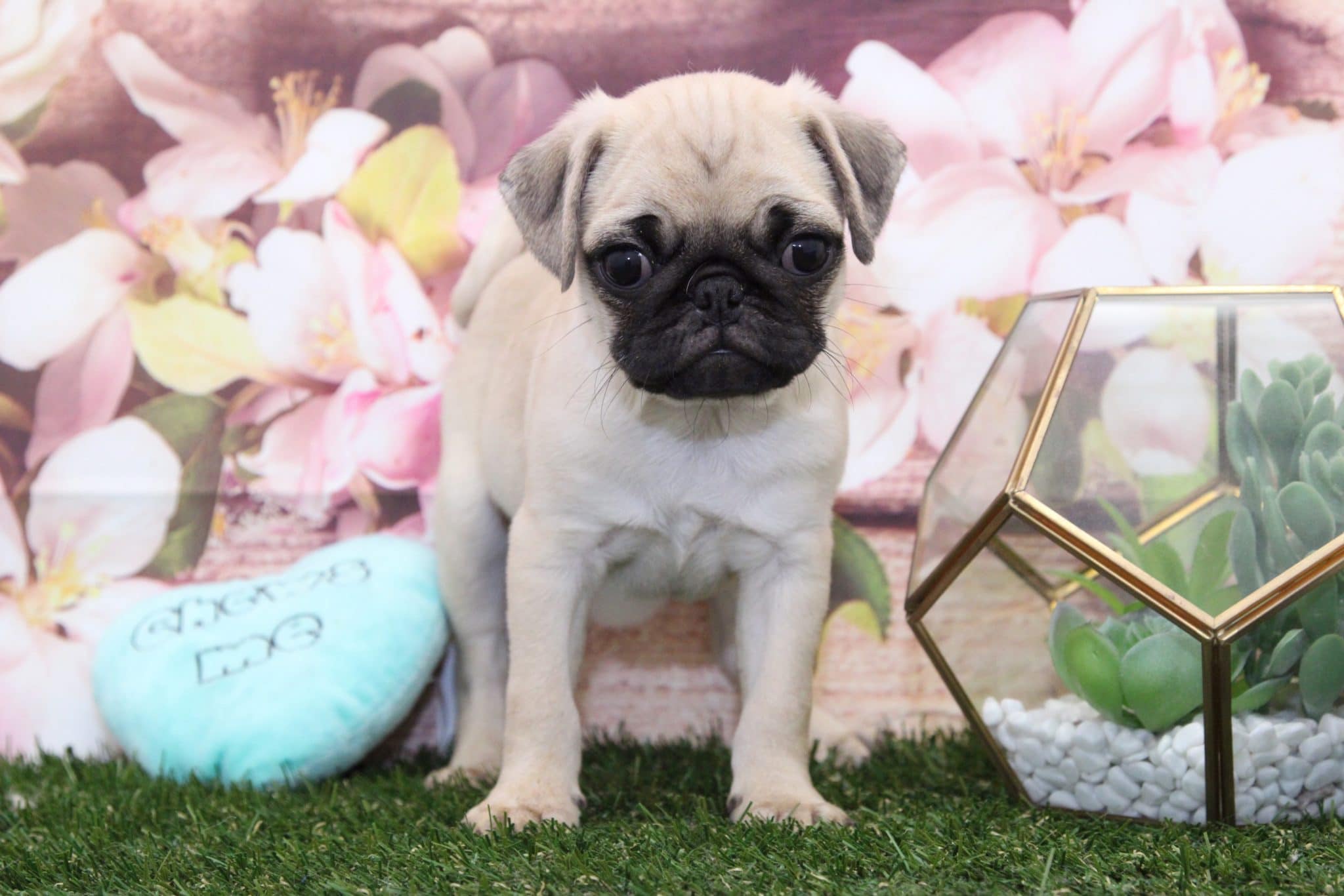 Clyde- Spunky Male AKC Pug Puppy