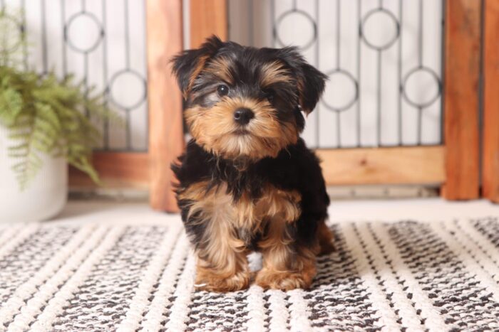 Clyde - Handsome Little ACA Male Yorkie