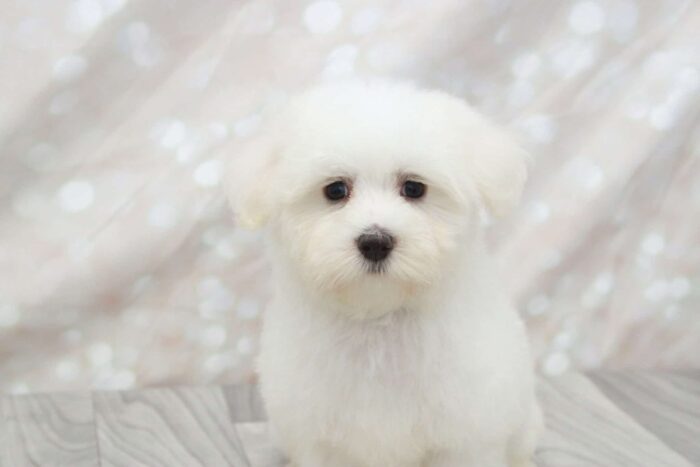 Clyde- Adventurous Little Male Maltipoo Puppy - Image 3