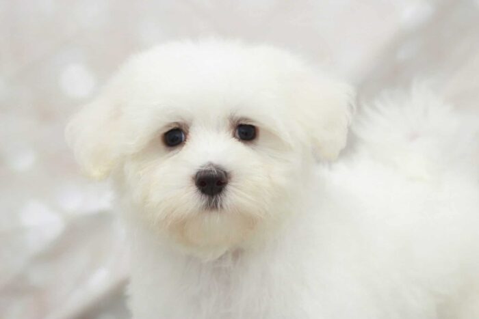 Clyde- Adventurous Little Male Maltipoo Puppy - Image 2