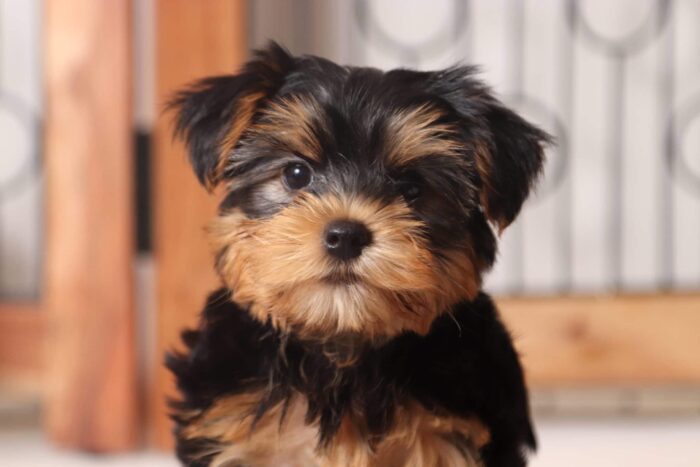 Clyde - Handsome Little ACA Male Yorkie - Image 2