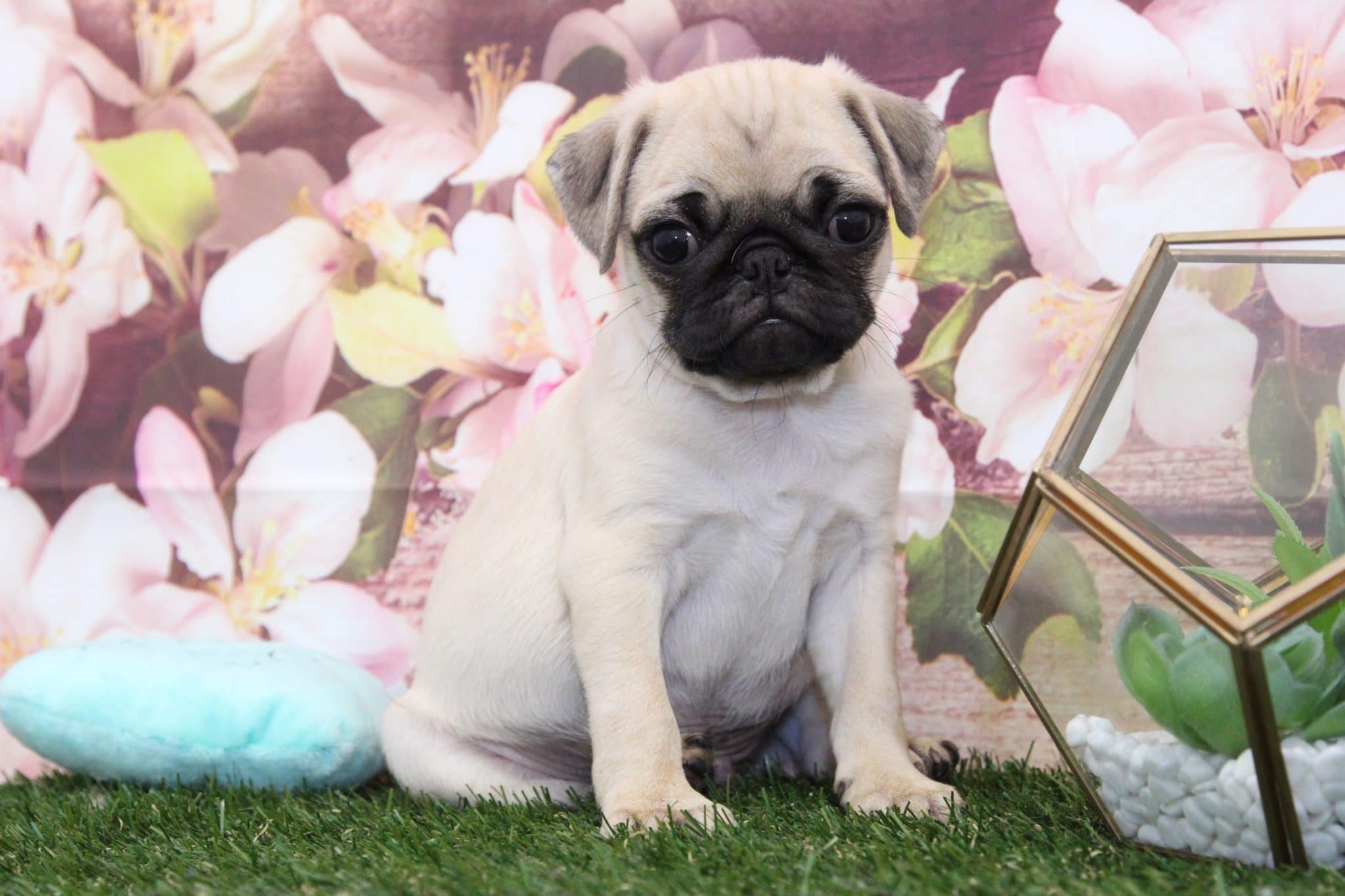 Clyde- Spunky Male AKC Pug Puppy - Image 4