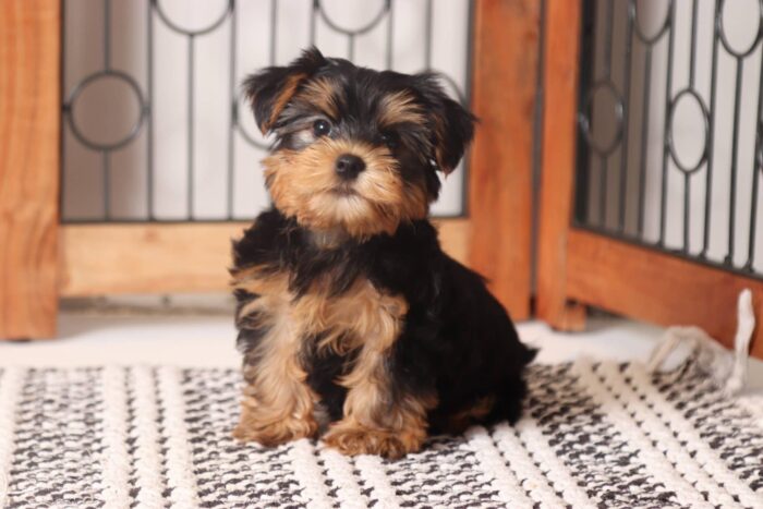 Clyde - Handsome Little ACA Male Yorkie - Image 3
