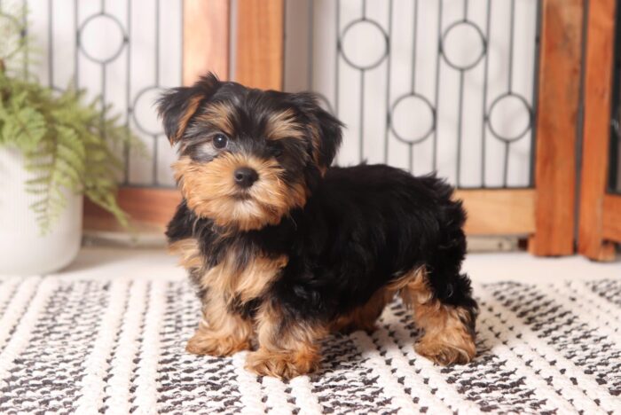 Clyde - Handsome Little ACA Male Yorkie - Image 4