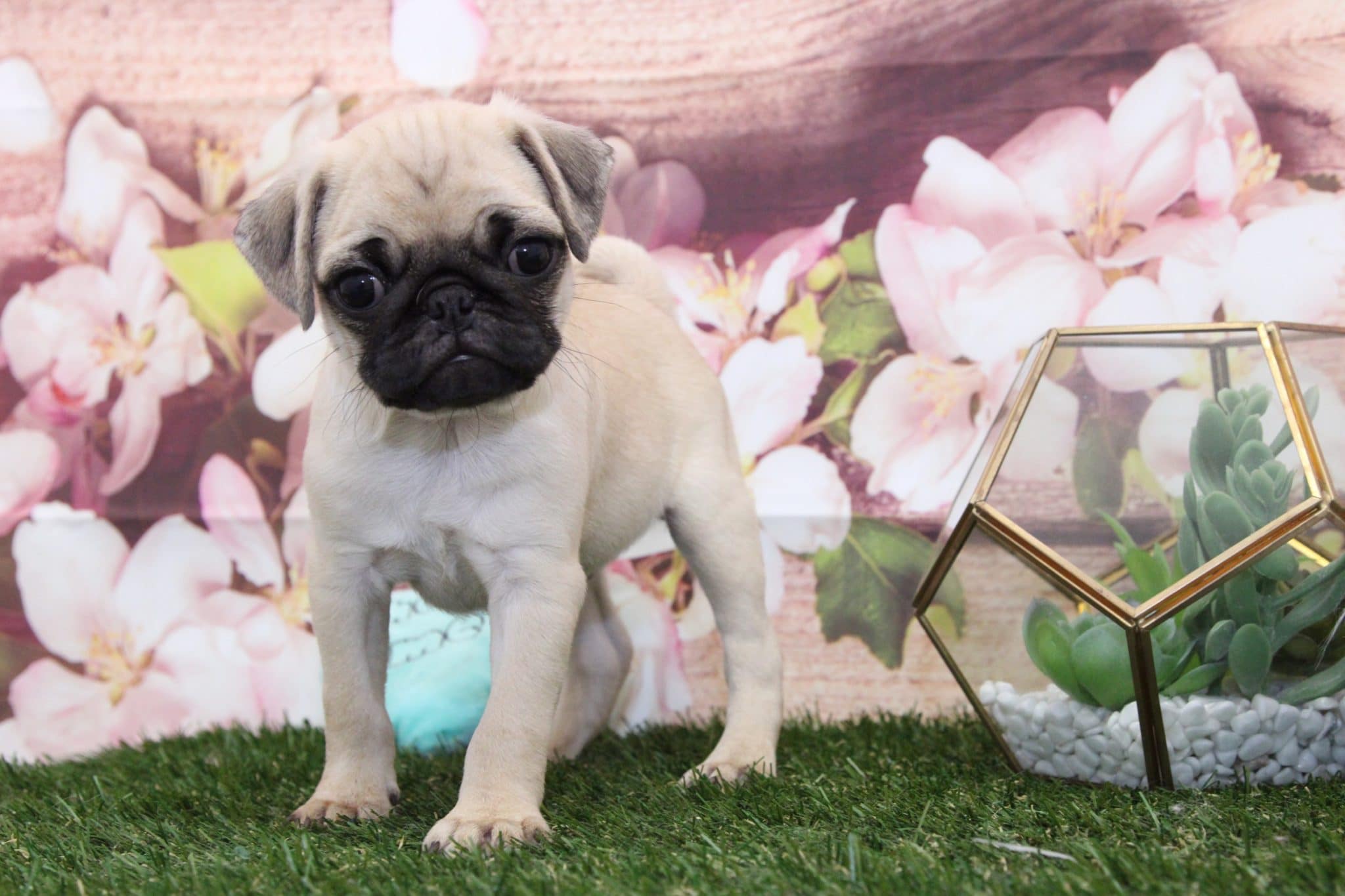Clyde- Spunky Male AKC Pug Puppy - Image 6