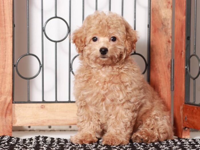 Cody-  Wonderful Red male Poochon Puppy