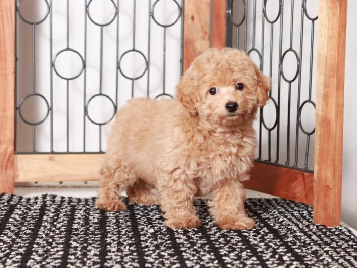 Cody-  Wonderful Red male Poochon Puppy - Image 3