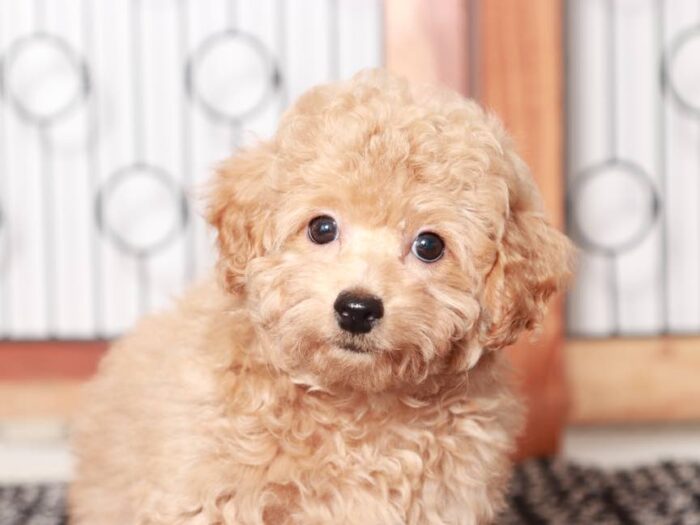Cody-  Wonderful Red male Poochon Puppy - Image 2