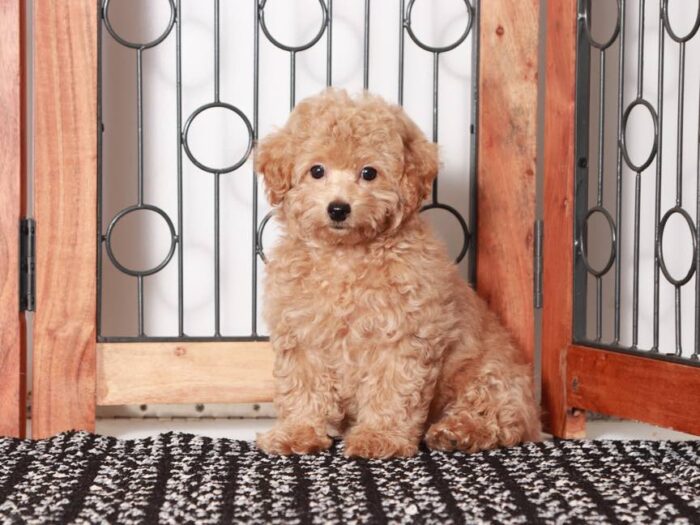 Cody-  Wonderful Red male Poochon Puppy - Image 4
