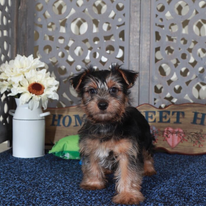 Cole Happy Male Yorkie