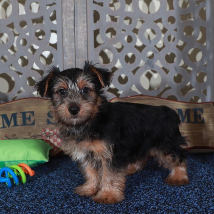 Cole Happy Male Yorkie - Image 3