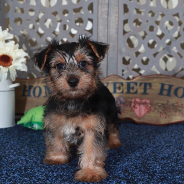 Cole Happy Male Yorkie - Image 4