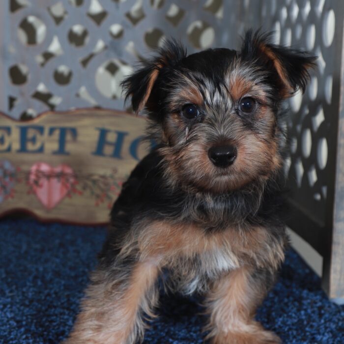 Cole Happy Male Yorkie - Image 5