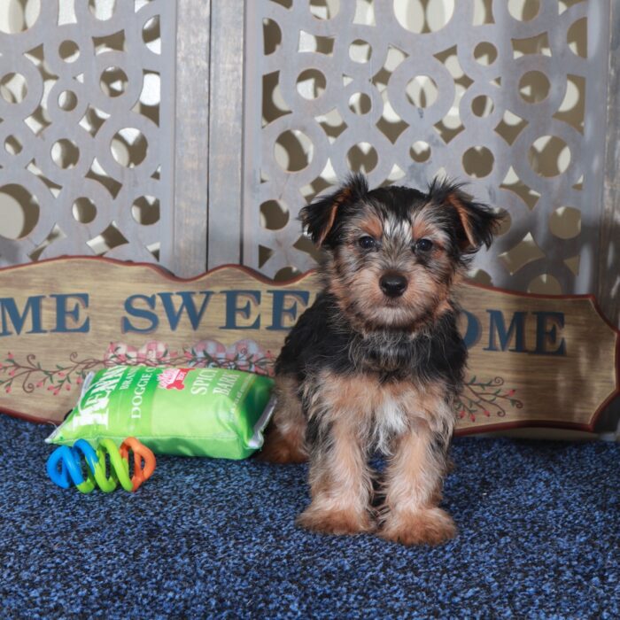 Cole Happy Male Yorkie - Image 6