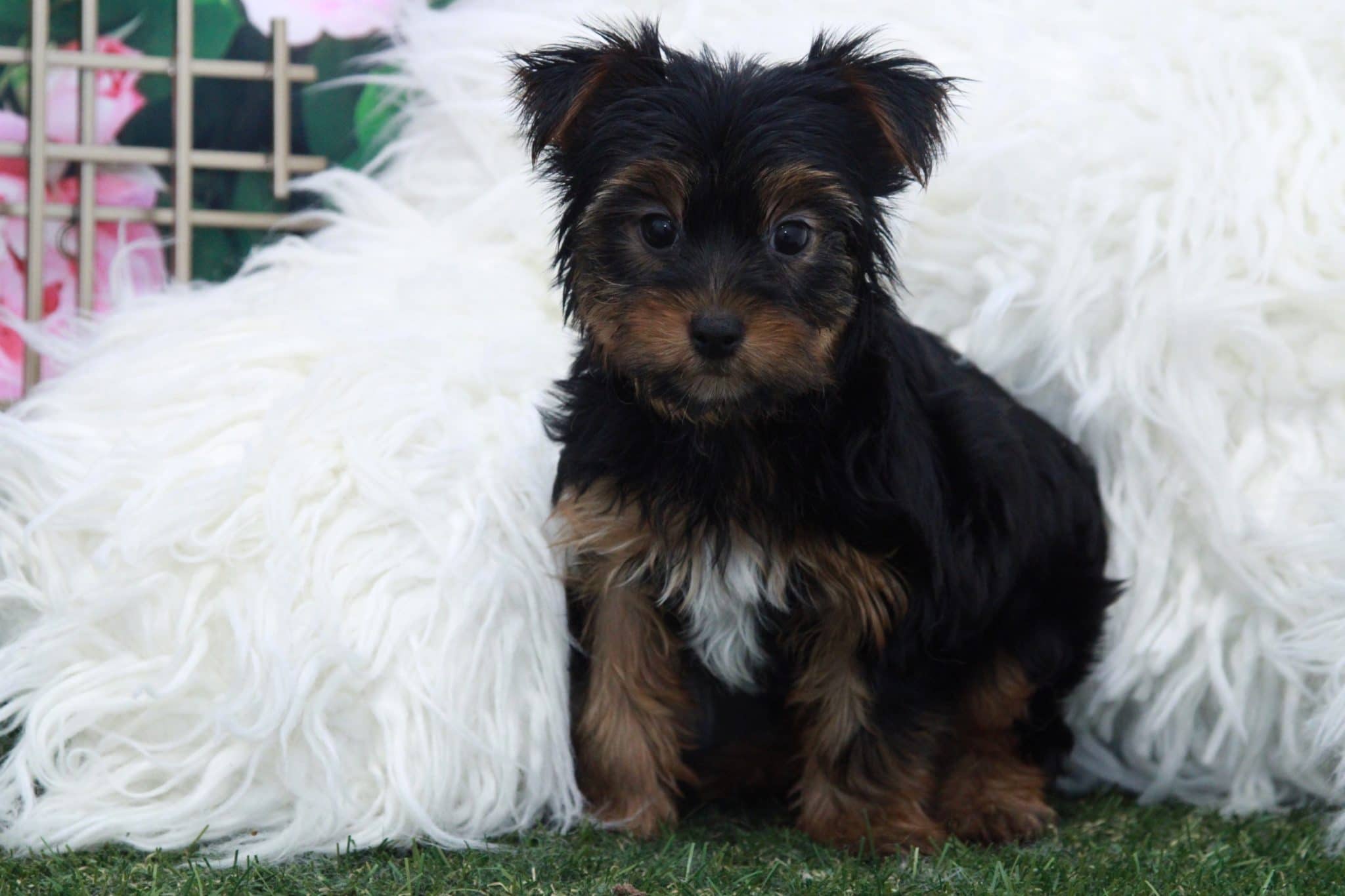 Collin - Spunky Male Yorkie Puppy