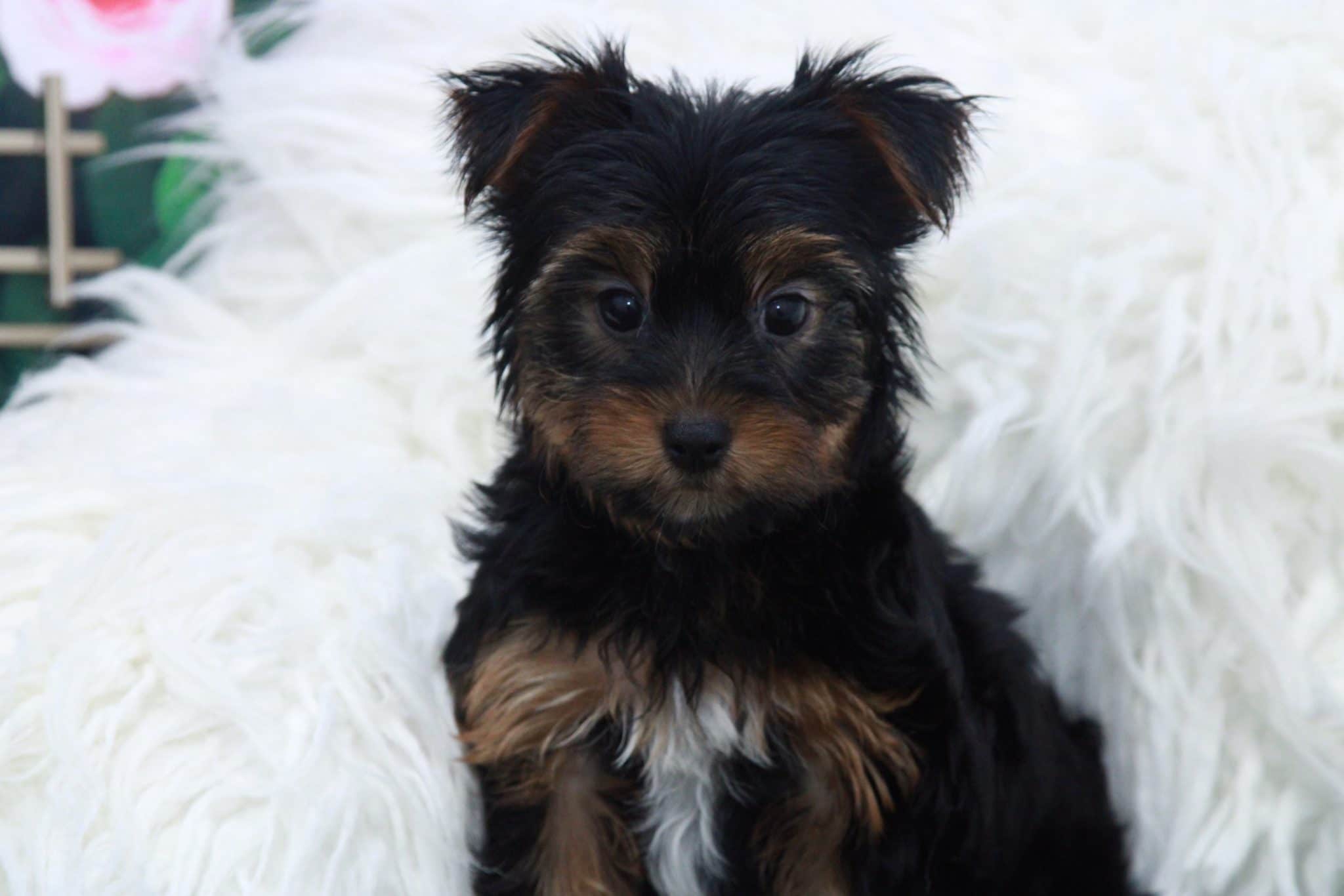 Collin - Spunky Male Yorkie Puppy - Image 3