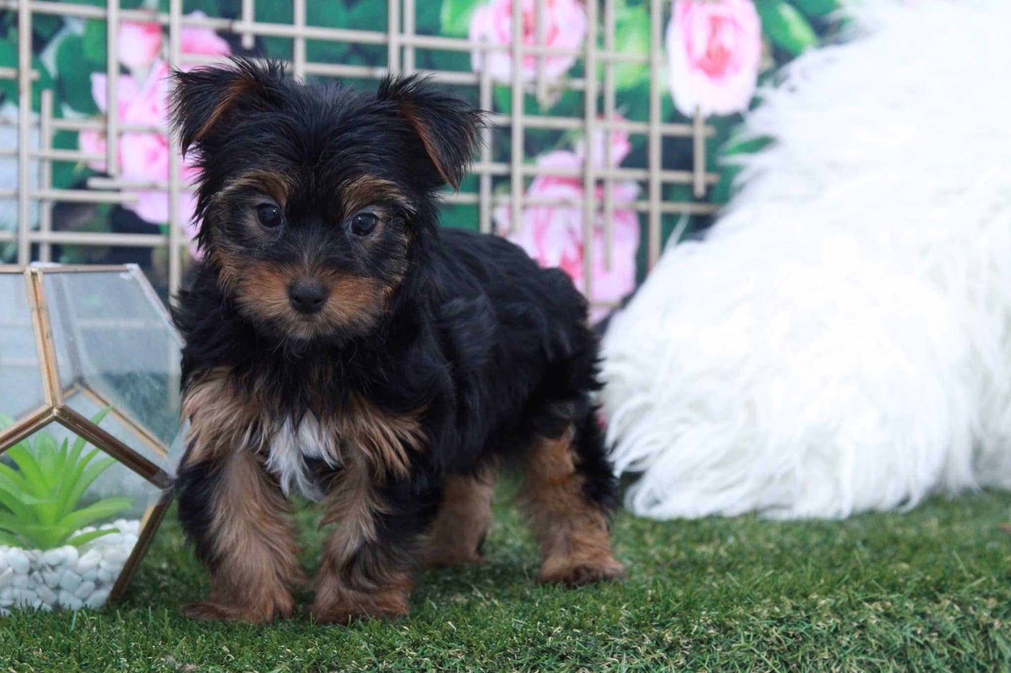 Collin - Spunky Male Yorkie Puppy - Image 4