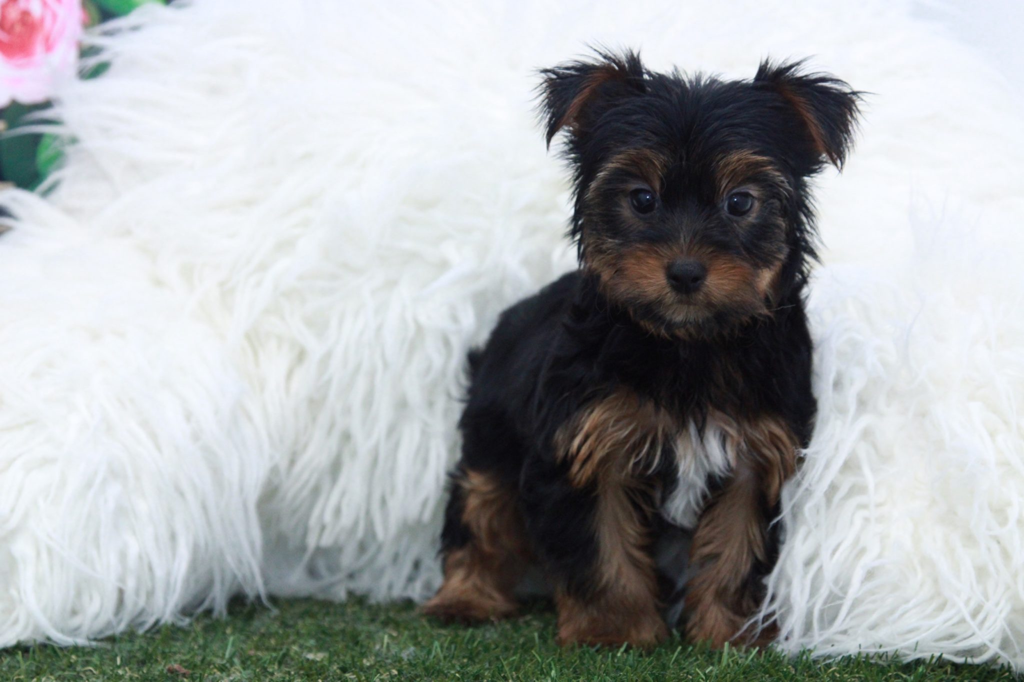 Collin - Spunky Male Yorkie Puppy - Image 5