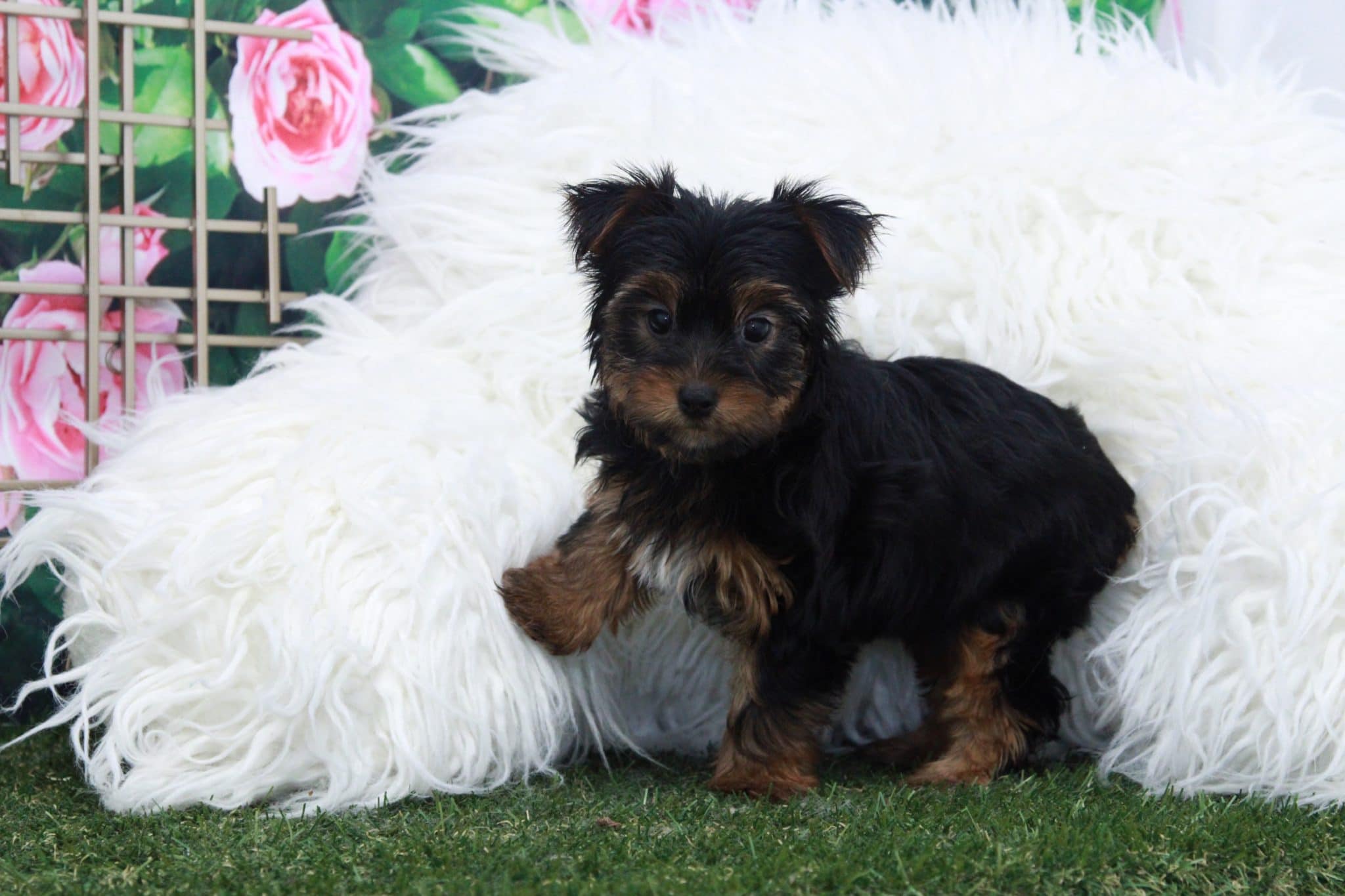 Collin - Spunky Male Yorkie Puppy - Image 6