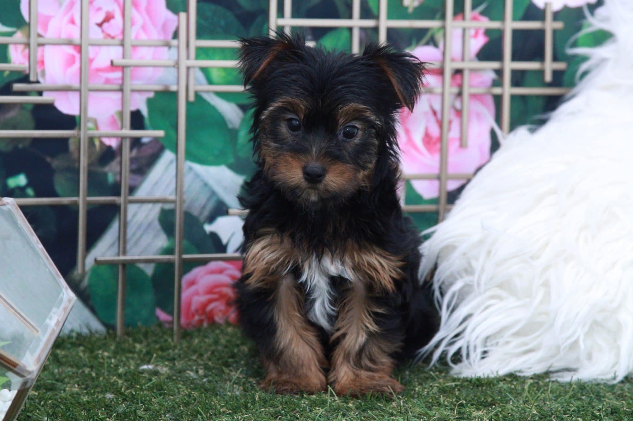 Collin - Spunky Male Yorkie Puppy - Image 7