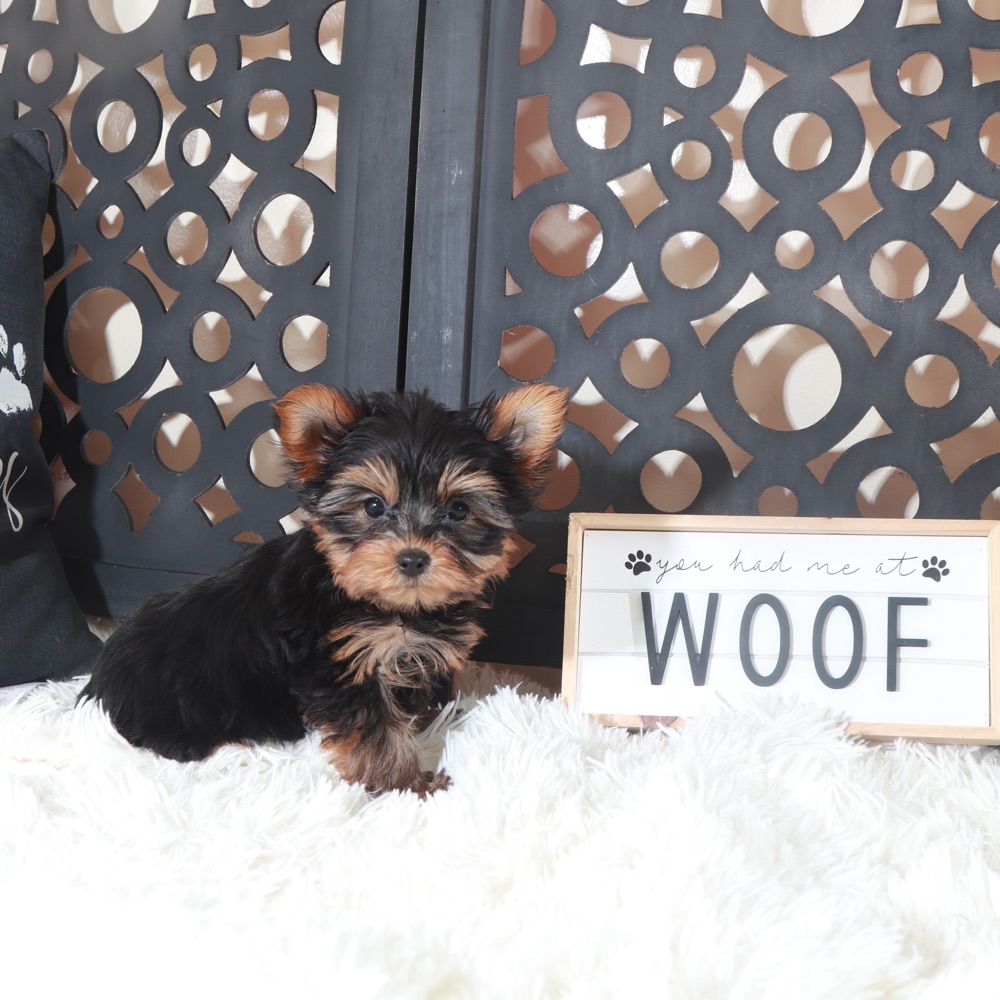 Colt- Adorable Teacup Yorkie - Image 2