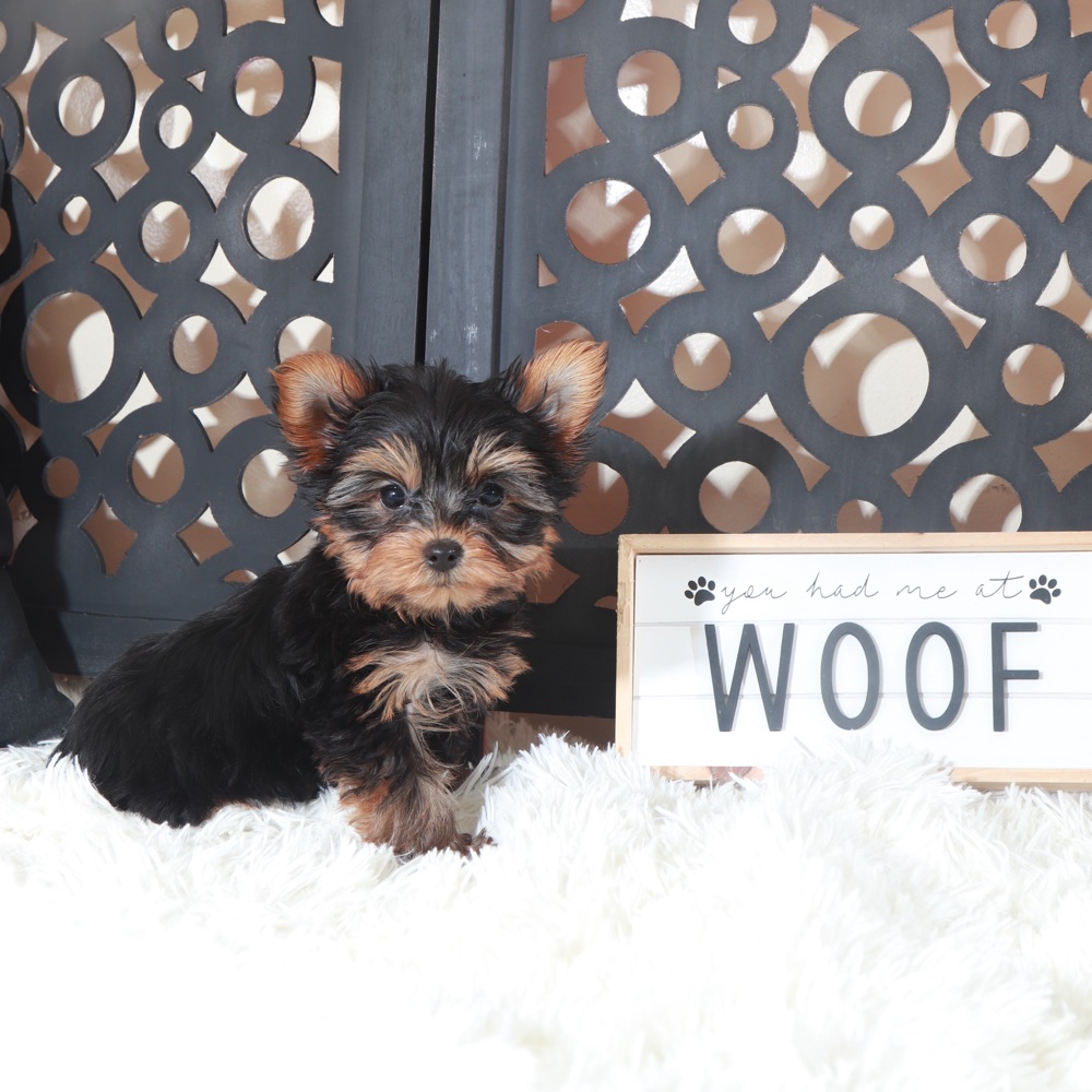 Colt- Adorable Teacup Yorkie - Image 3