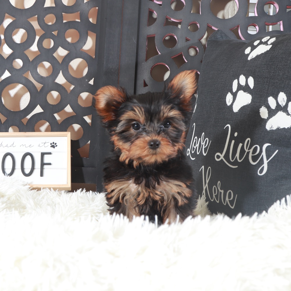 Colt- Adorable Teacup Yorkie - Image 4