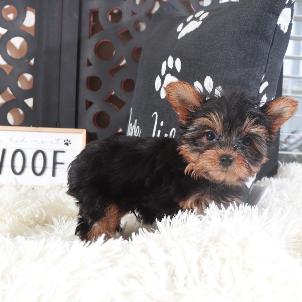 Colt- Adorable Teacup Yorkie - Image 5