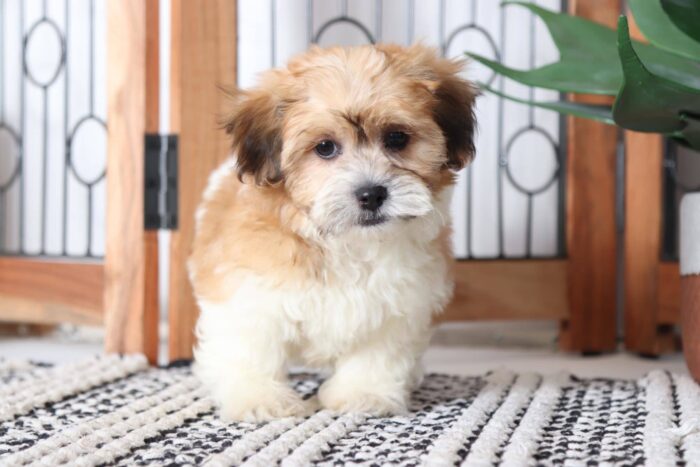 Colt - Adorable Little Male Teddy Bear Puppy