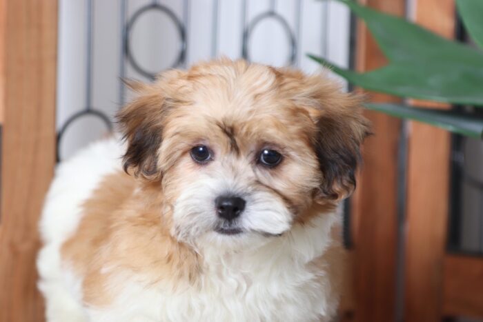 Colt - Adorable Little Male Teddy Bear Puppy - Image 5