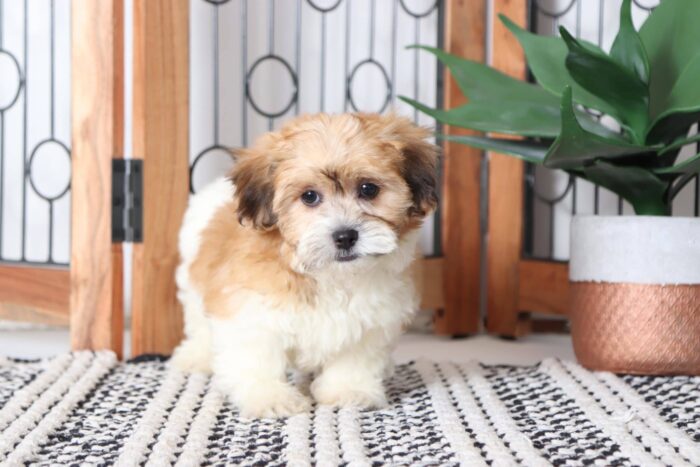 Colt - Adorable Little Male Teddy Bear Puppy - Image 2