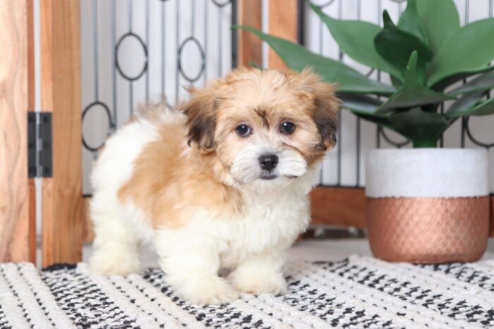 Colt - Adorable Little Male Teddy Bear Puppy - Image 3