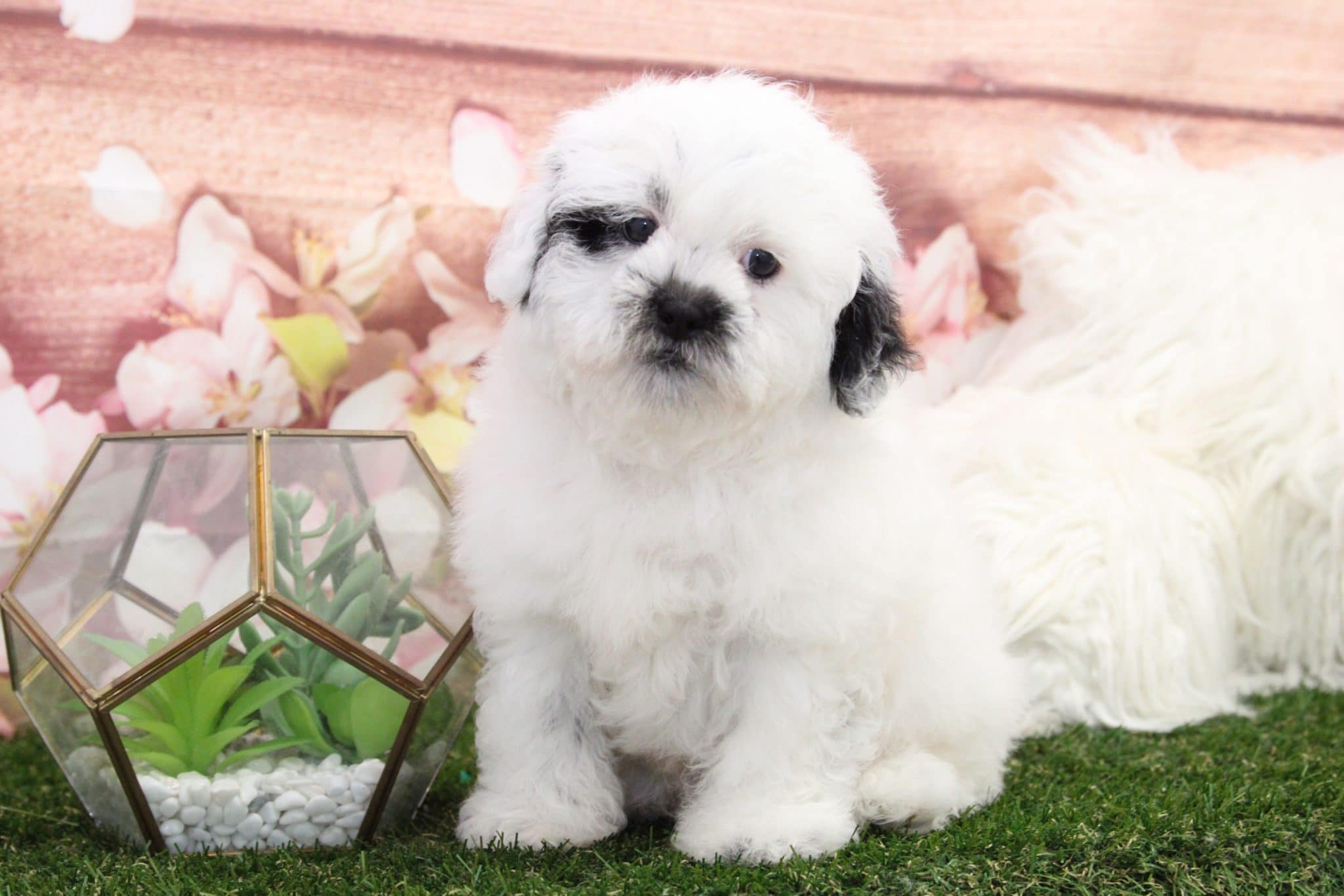 Colton - Darling Male Shih-Poo Puppy - Image 2