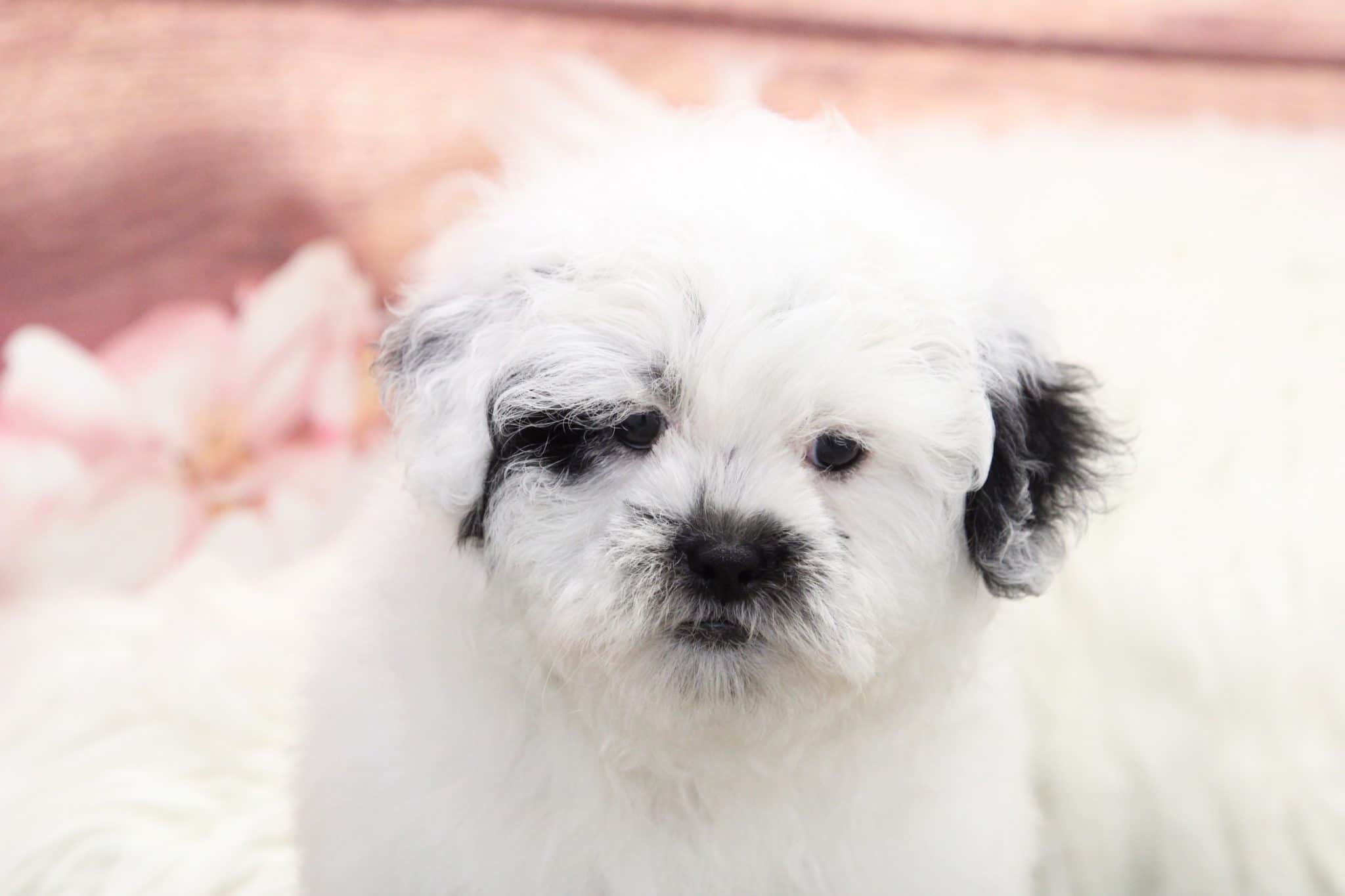 Colton - Darling Male Shih-Poo Puppy - Image 3