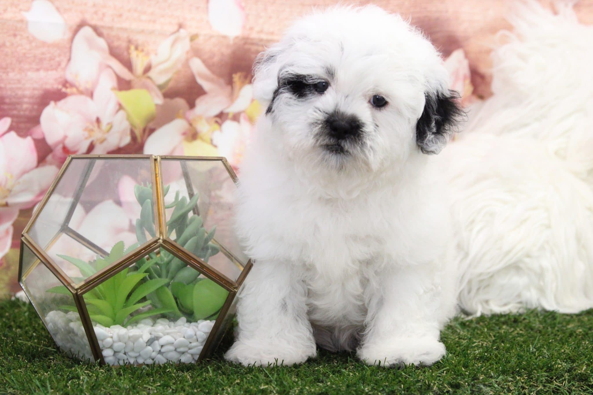 Colton - Darling Male Shih-Poo Puppy
