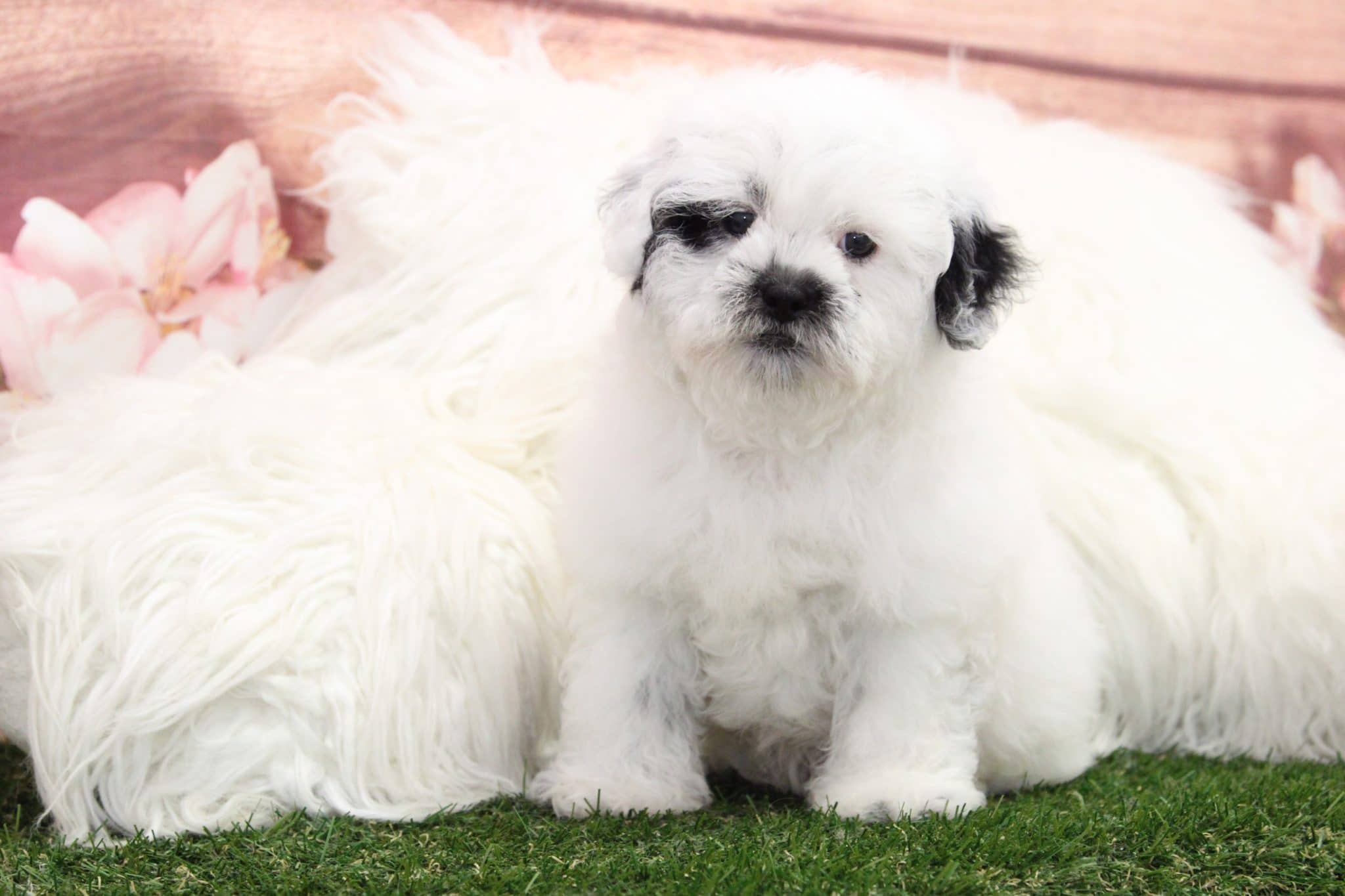 Colton - Darling Male Shih-Poo Puppy - Image 5