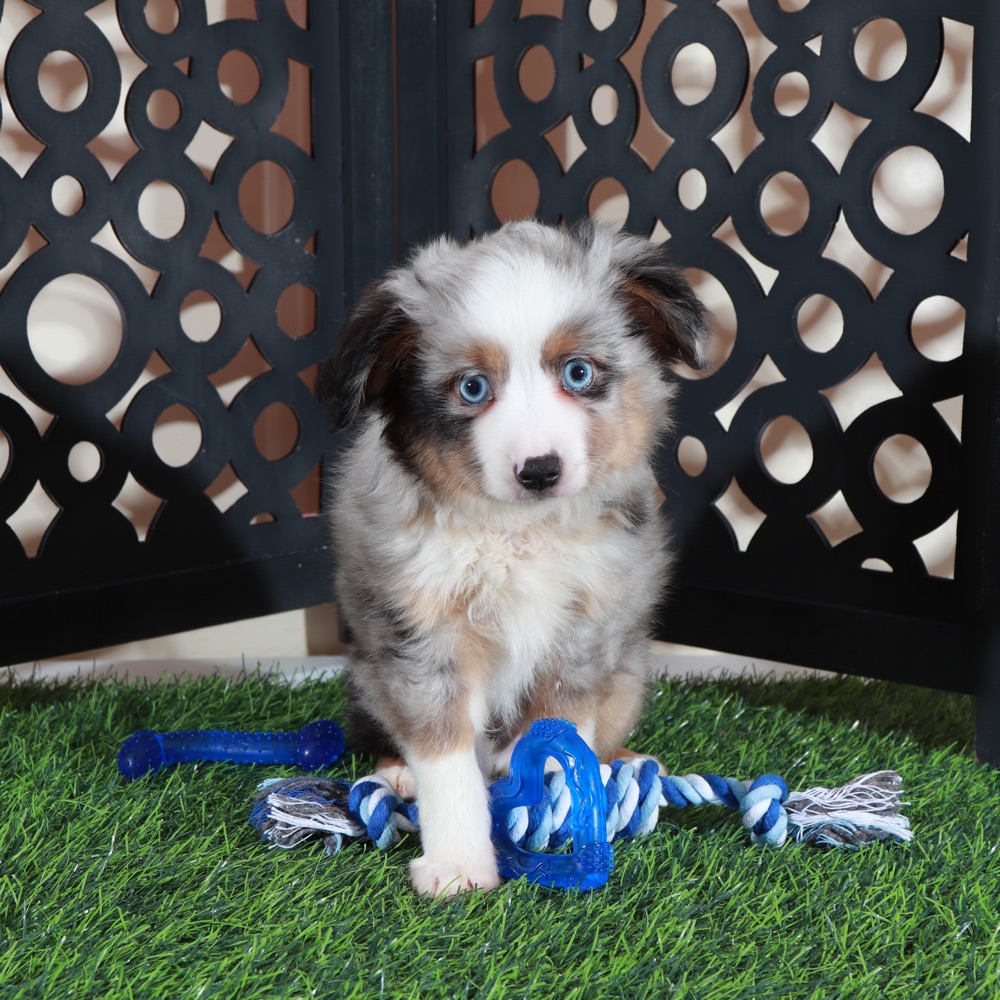 Comet- Blue Eyed Dashing Merle Mini Aussie Puppy