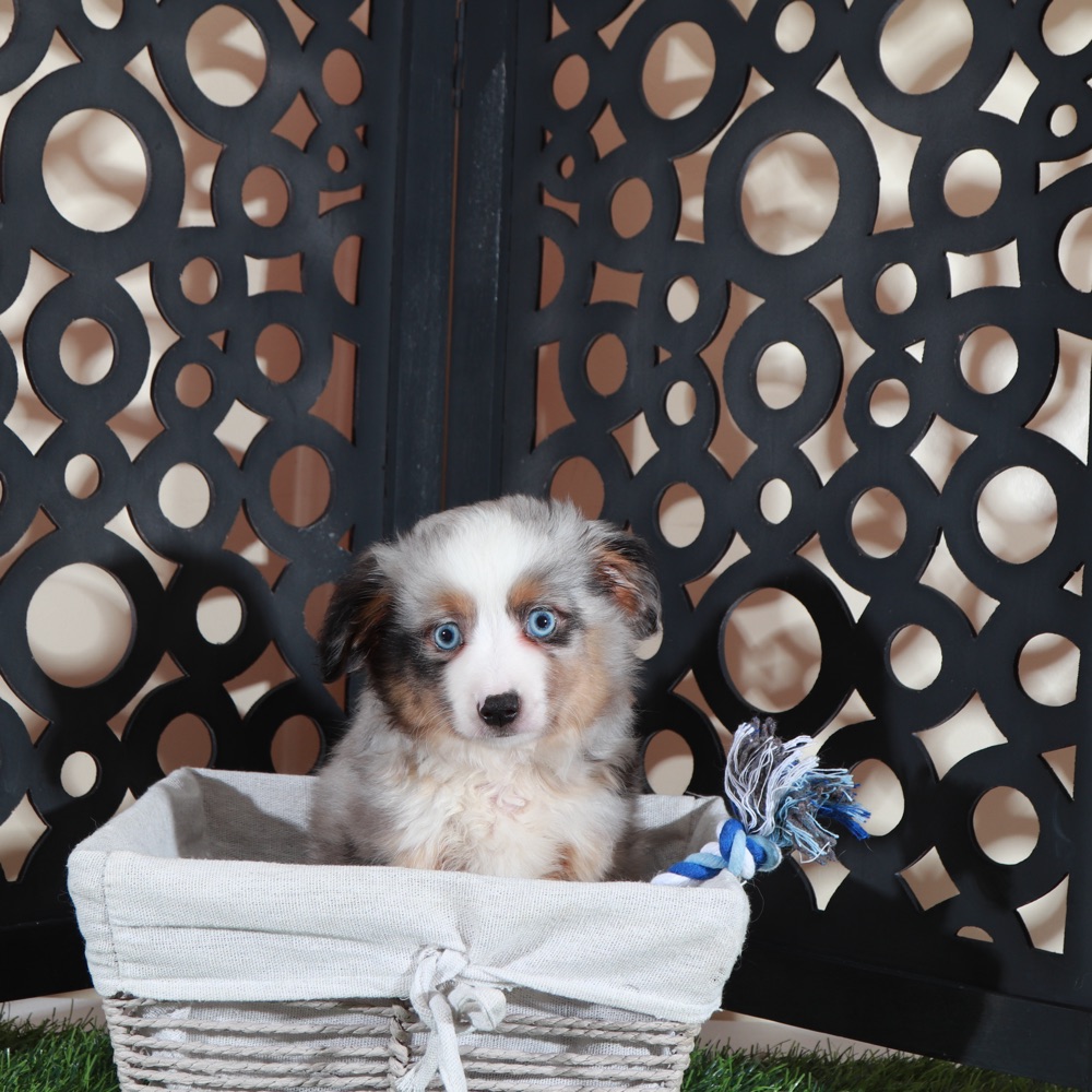 Comet- Blue Eyed Dashing Merle Mini Aussie Puppy - Image 2