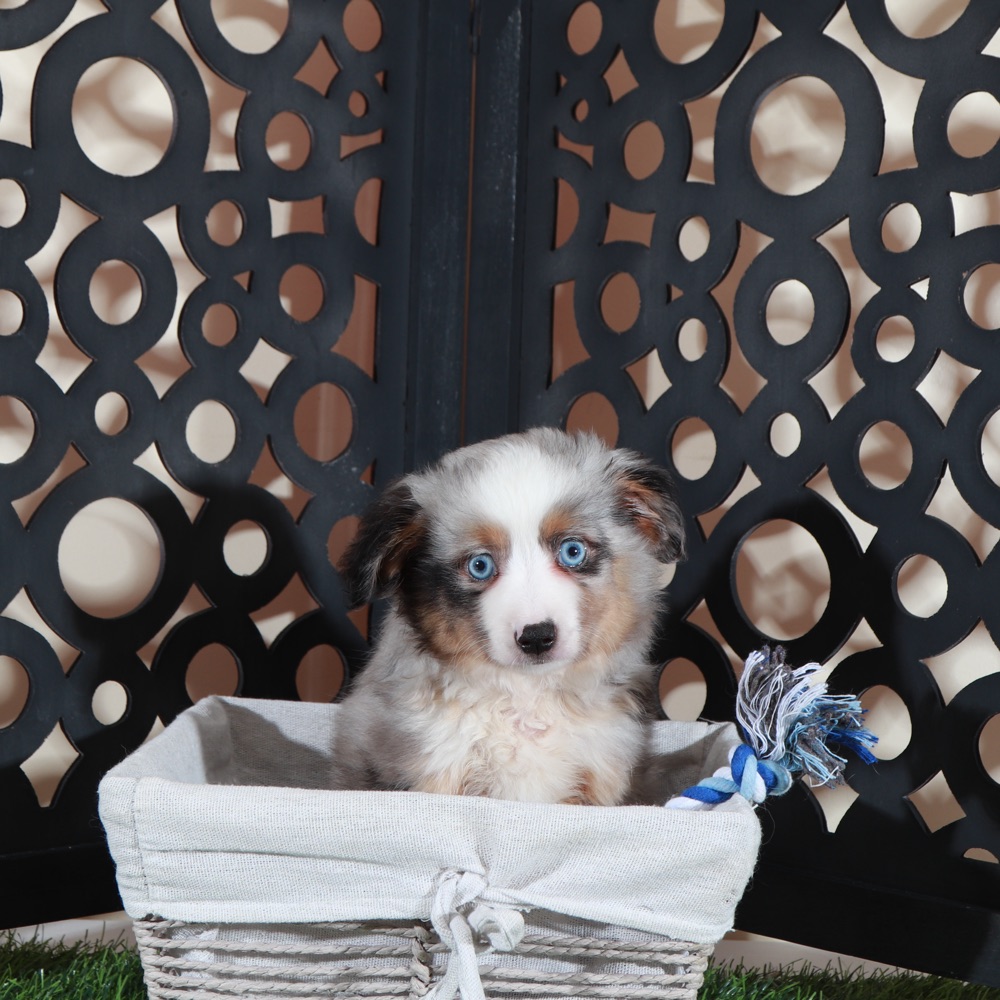 Comet- Blue Eyed Dashing Merle Mini Aussie Puppy - Image 3