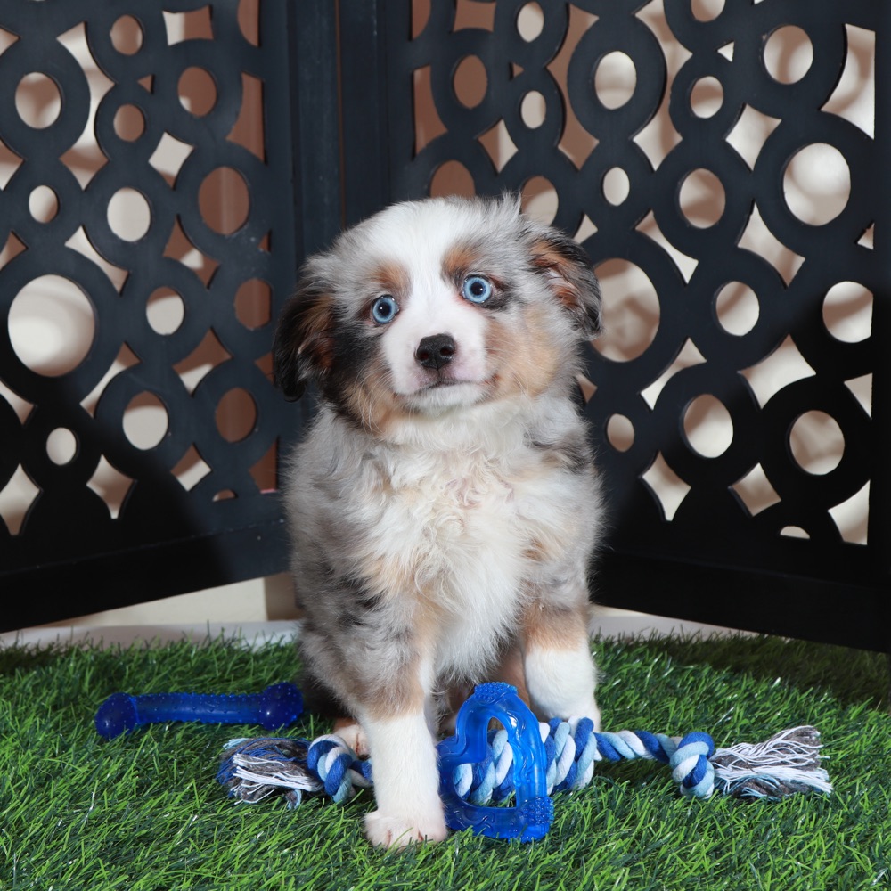 Comet- Blue Eyed Dashing Merle Mini Aussie Puppy - Image 4