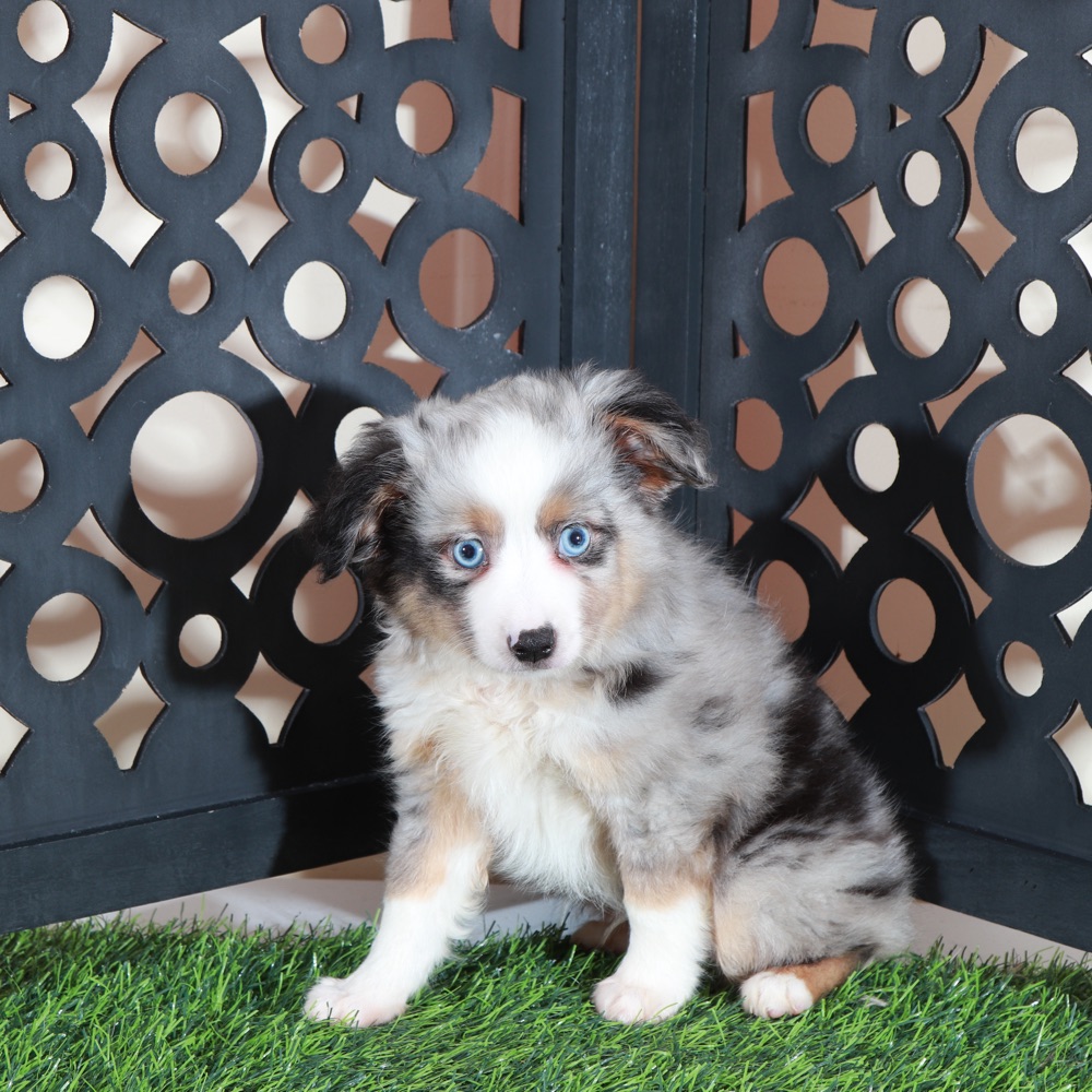 Comet- Blue Eyed Dashing Merle Mini Aussie Puppy - Image 5