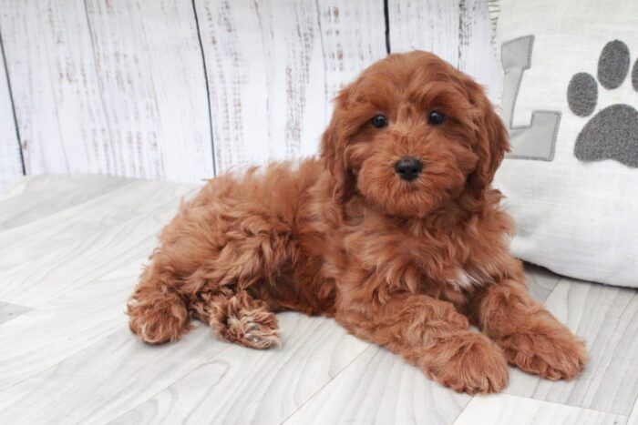 Connie- Fun Red F1B Female Cavapoo Puppy