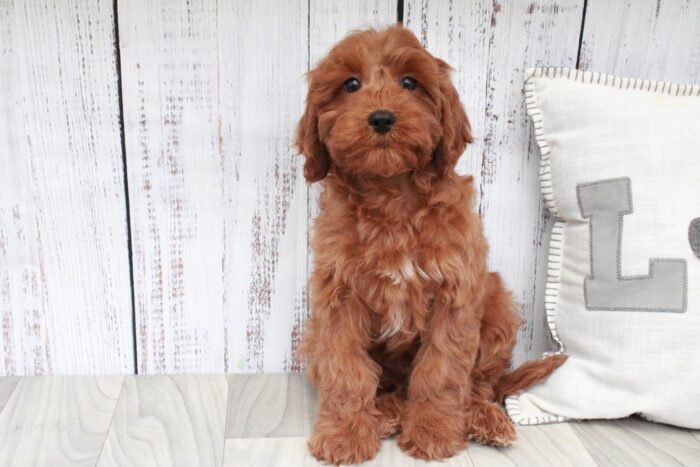 Connie- Fun Red F1B Female Cavapoo Puppy - Image 2