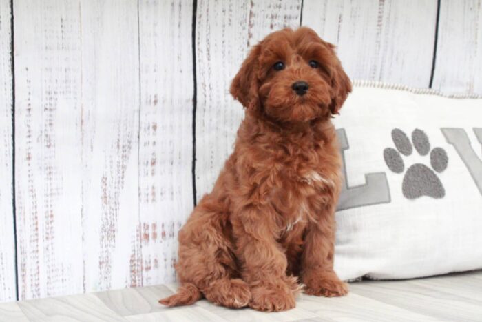 Connie- Fun Red F1B Female Cavapoo Puppy - Image 3
